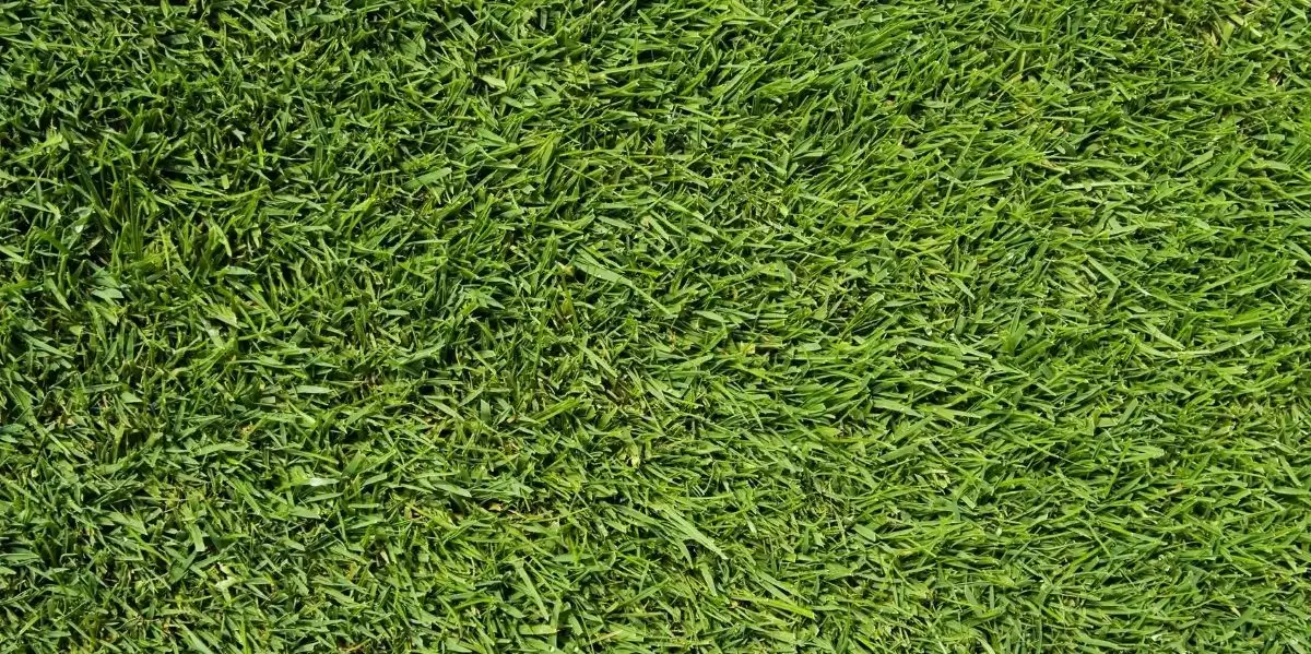 Sunlit short green lawn grass texture